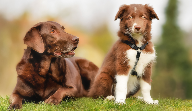 Een pup er bij nemen is dat verstandig image