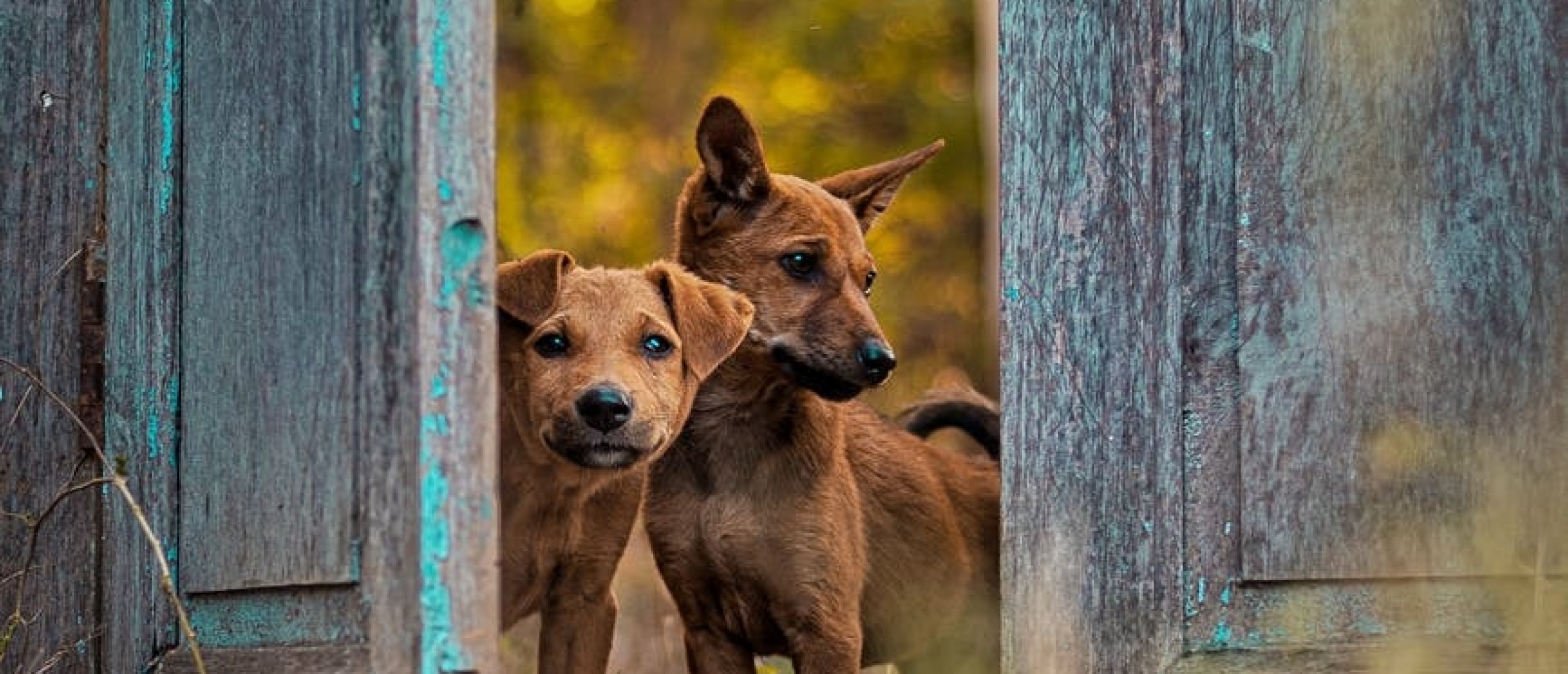 Mag een hond weigeren oftewel nee zeggen