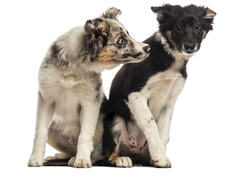 Puppy uitkiezen image