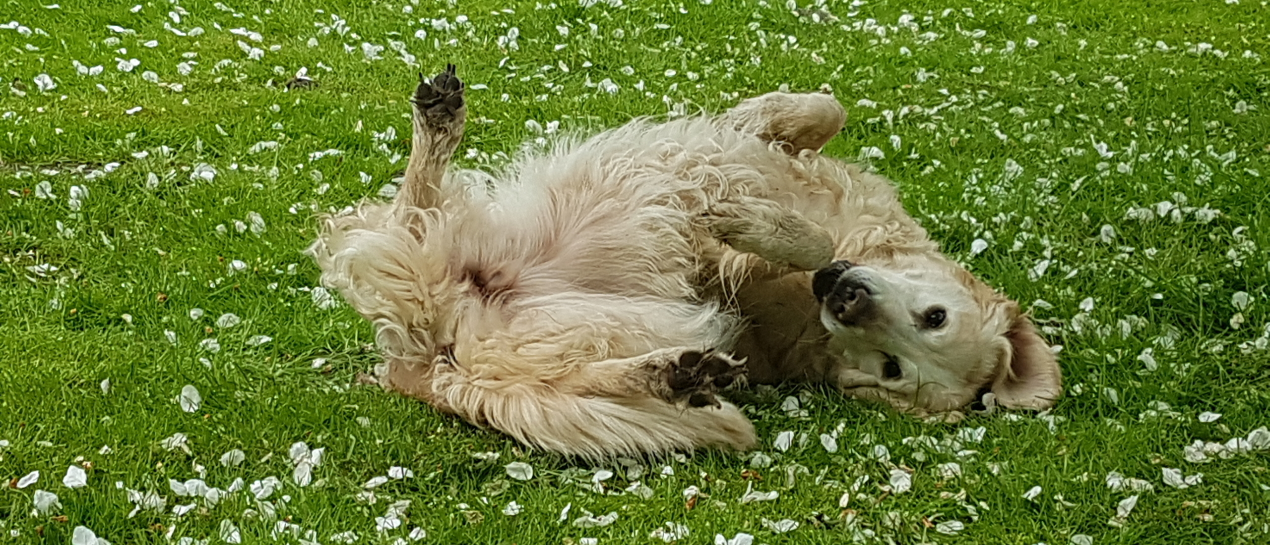 Mijn hond rolt in viezigheid