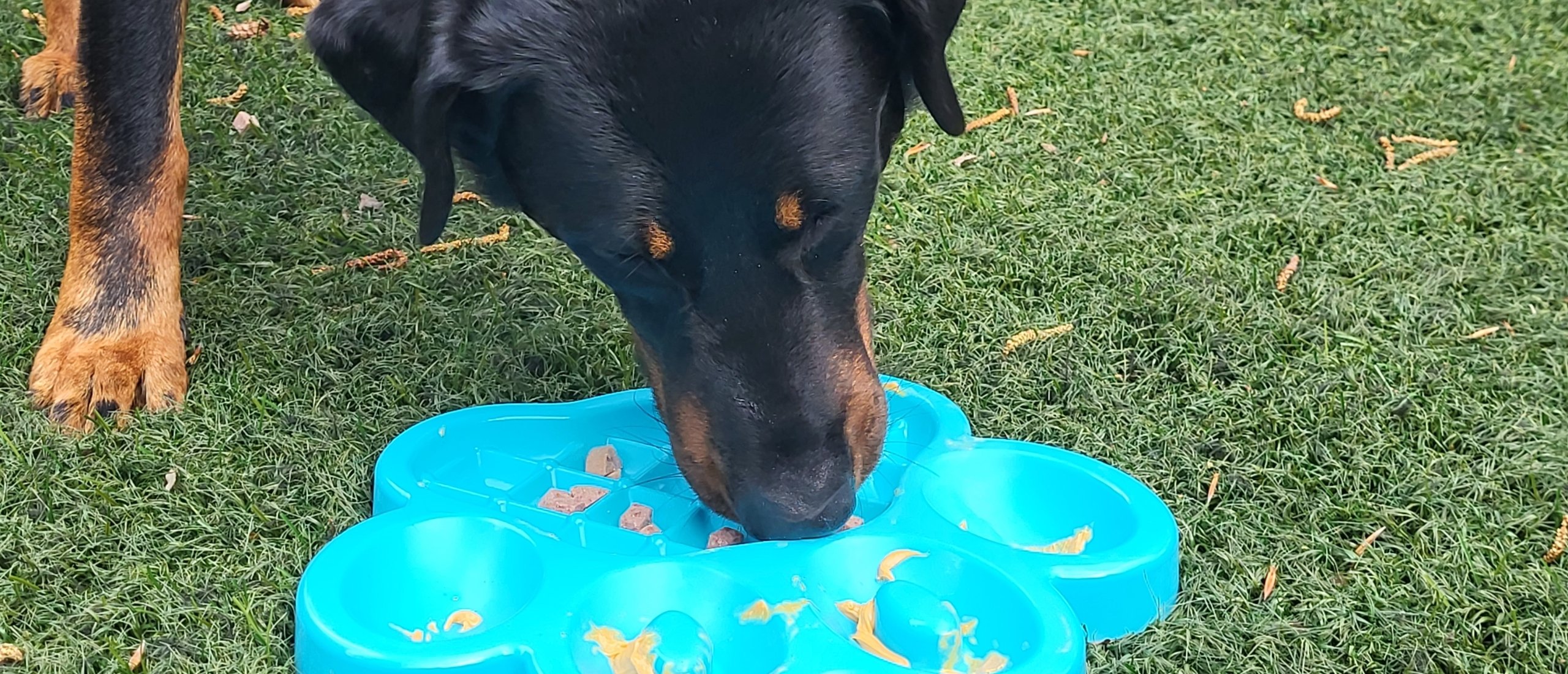 Verrijking voor jouw hond