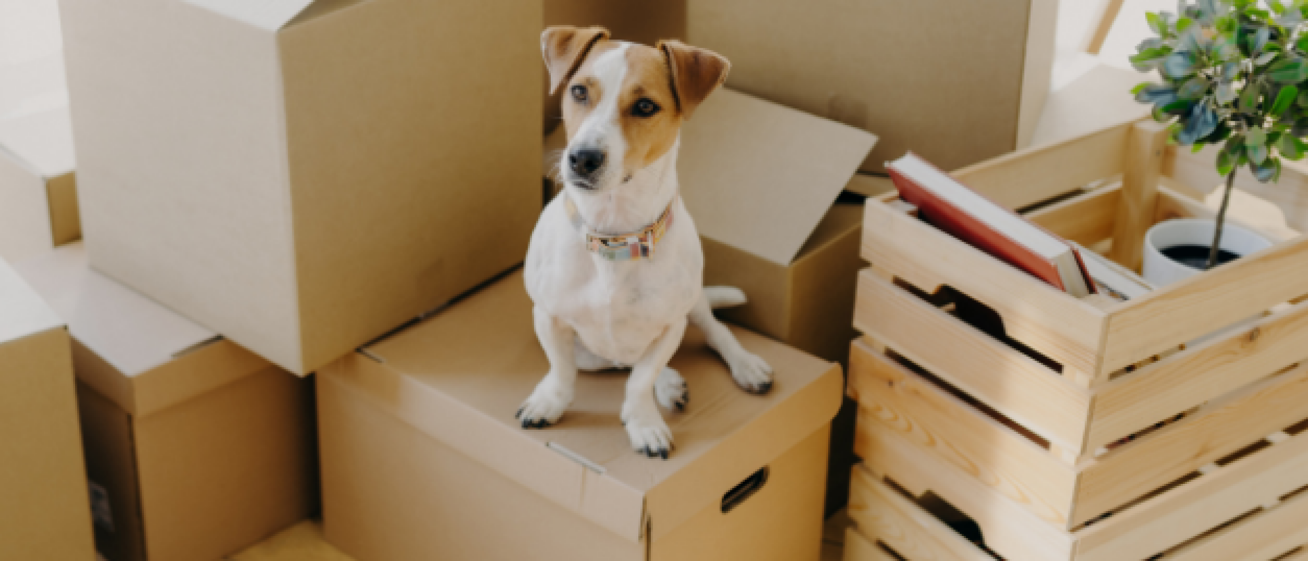 Verhuizen met honden