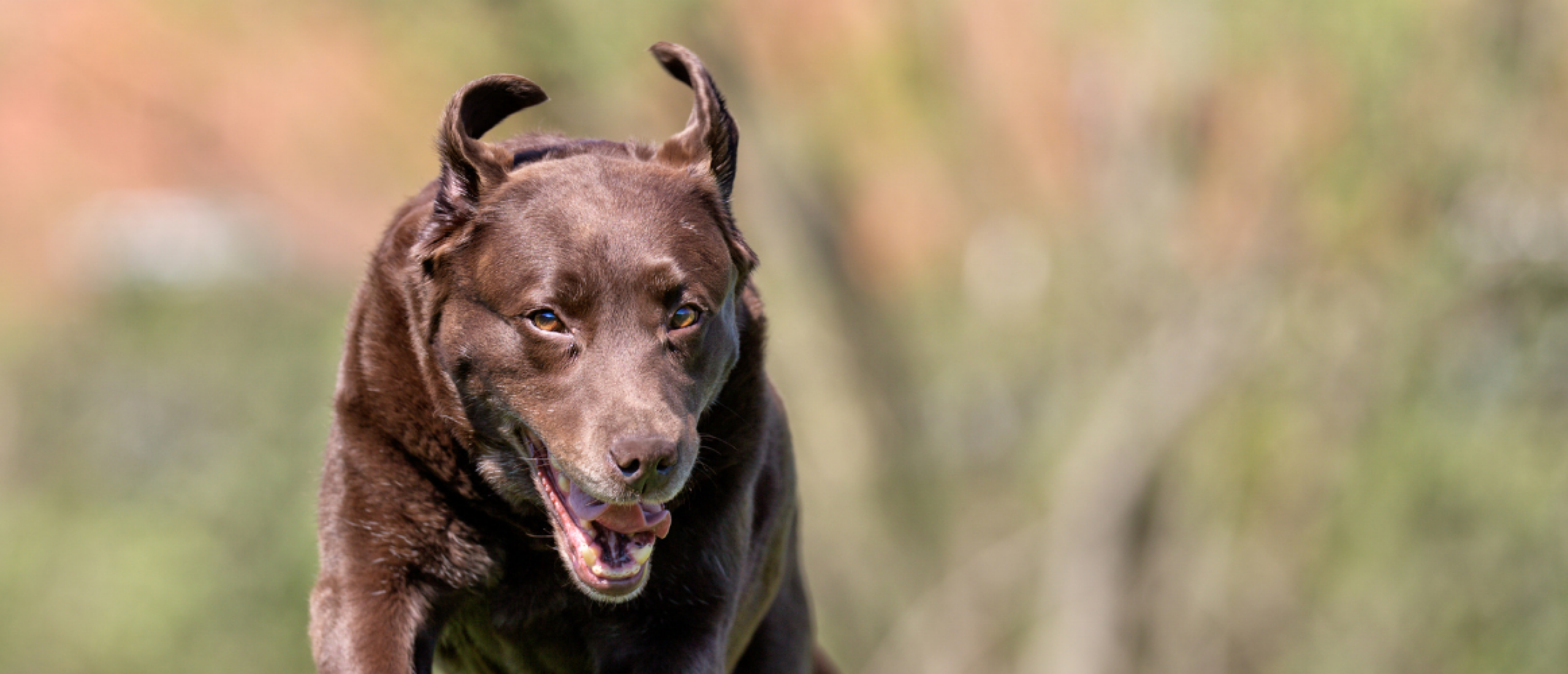 Commandos voor jouw hond aanleren