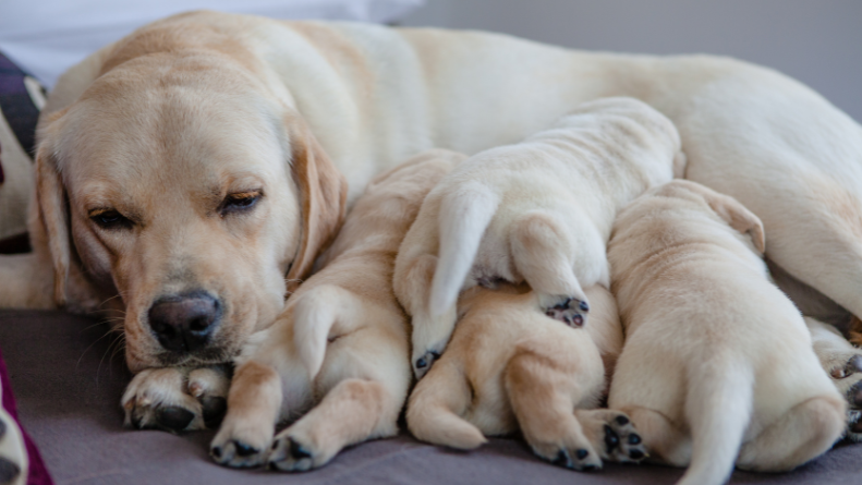 De keuze voor een pup image