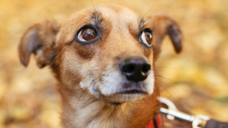 oogproblemen herkennen bij hond