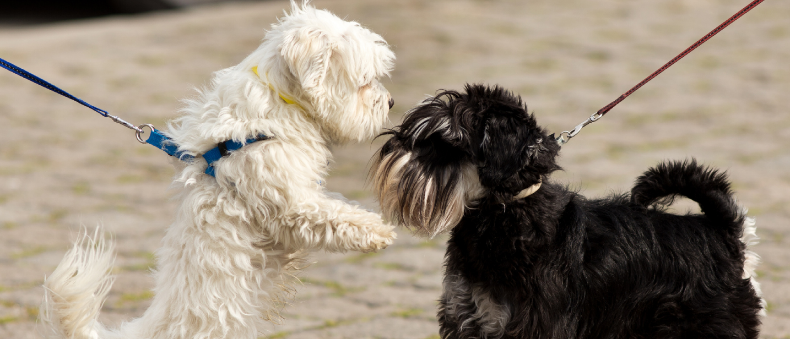Honden aangelijnd kennis laten maken met elkaar