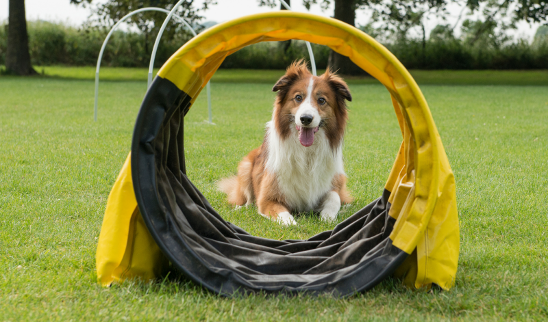 op welke leeftijd starten met agility image