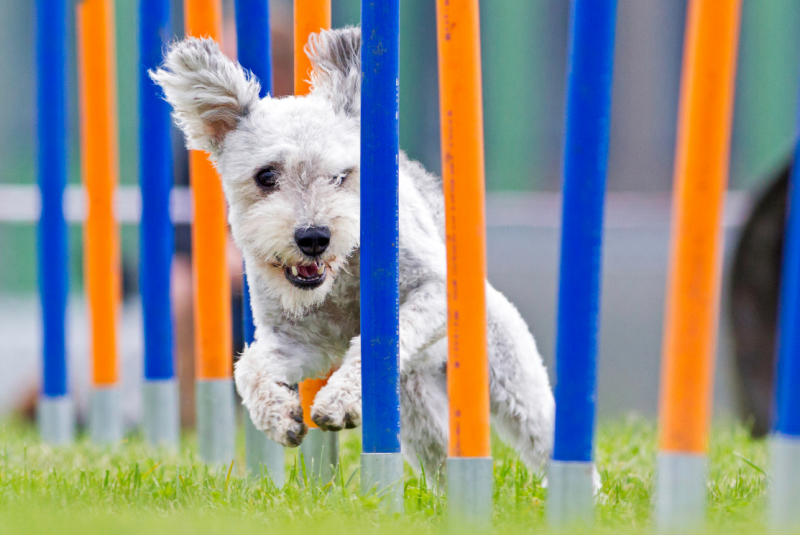 agility toestellen aanleren image