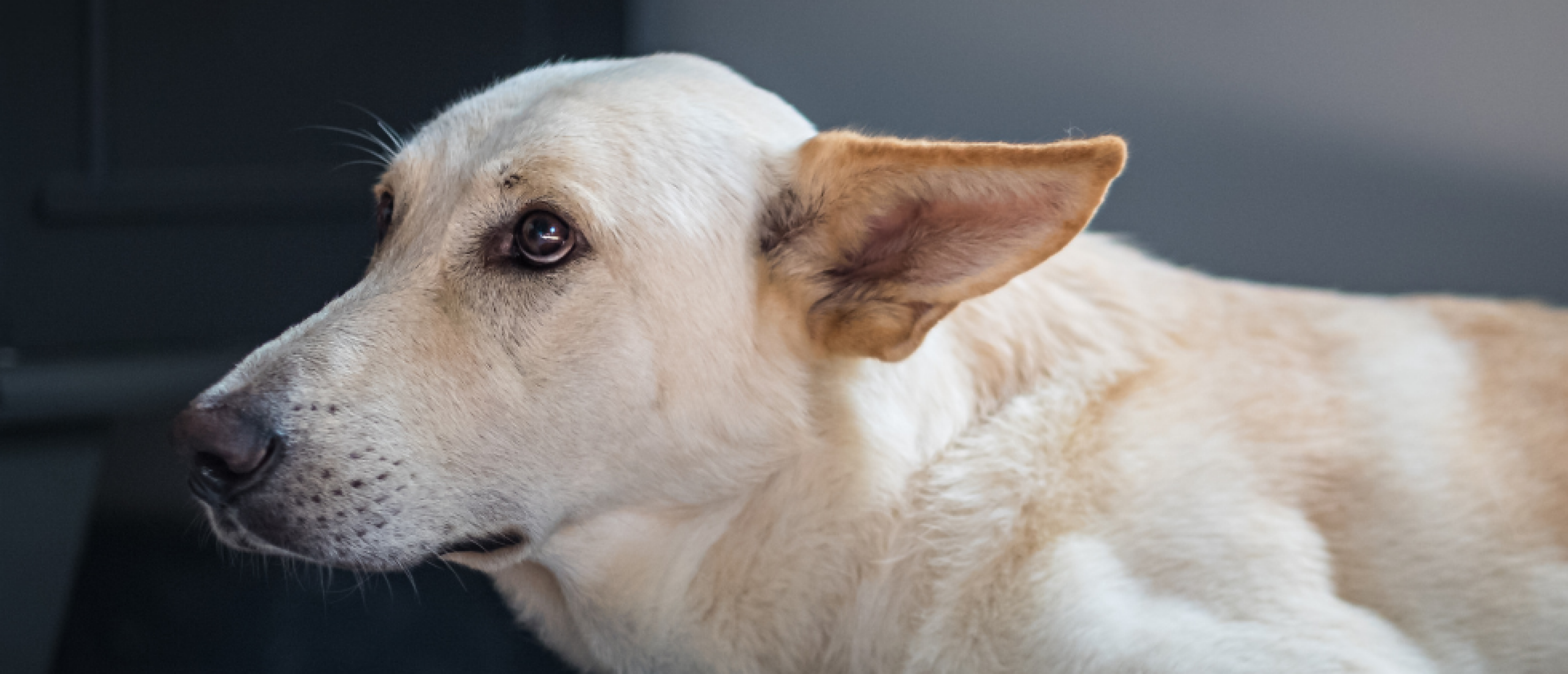 Flooding met honden, wat is dat en hoe werkt flooding?