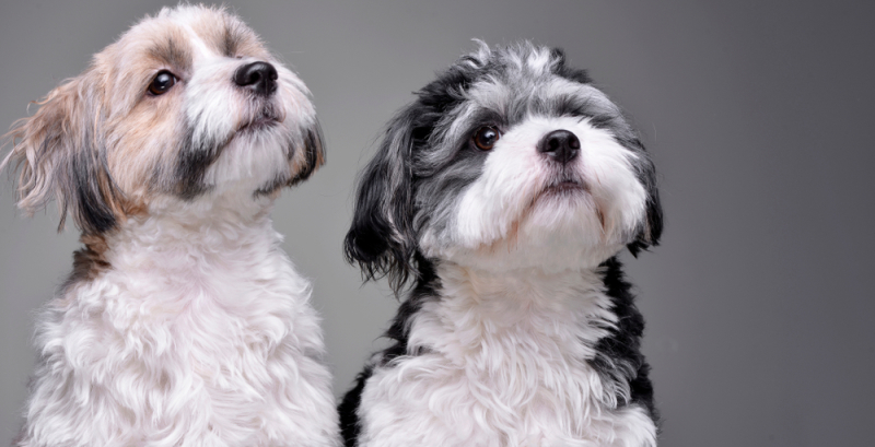 hond naar de dierenarts