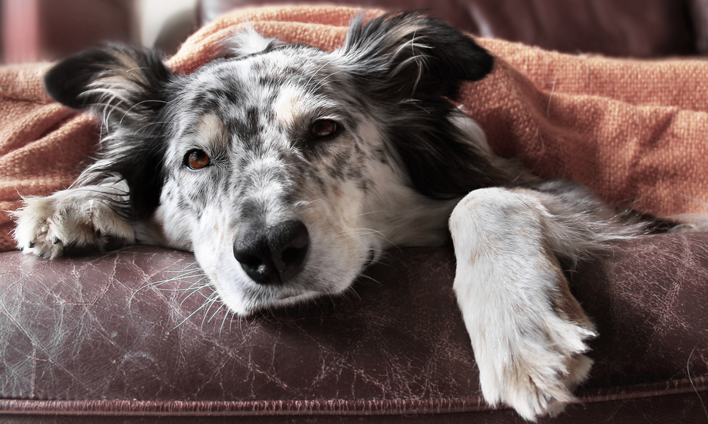 hond-op-bezoek-begroeten