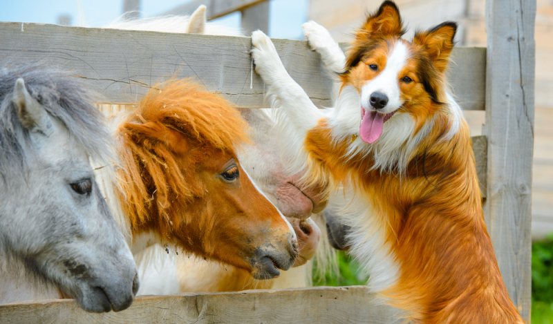 hond mee naar dierenpark