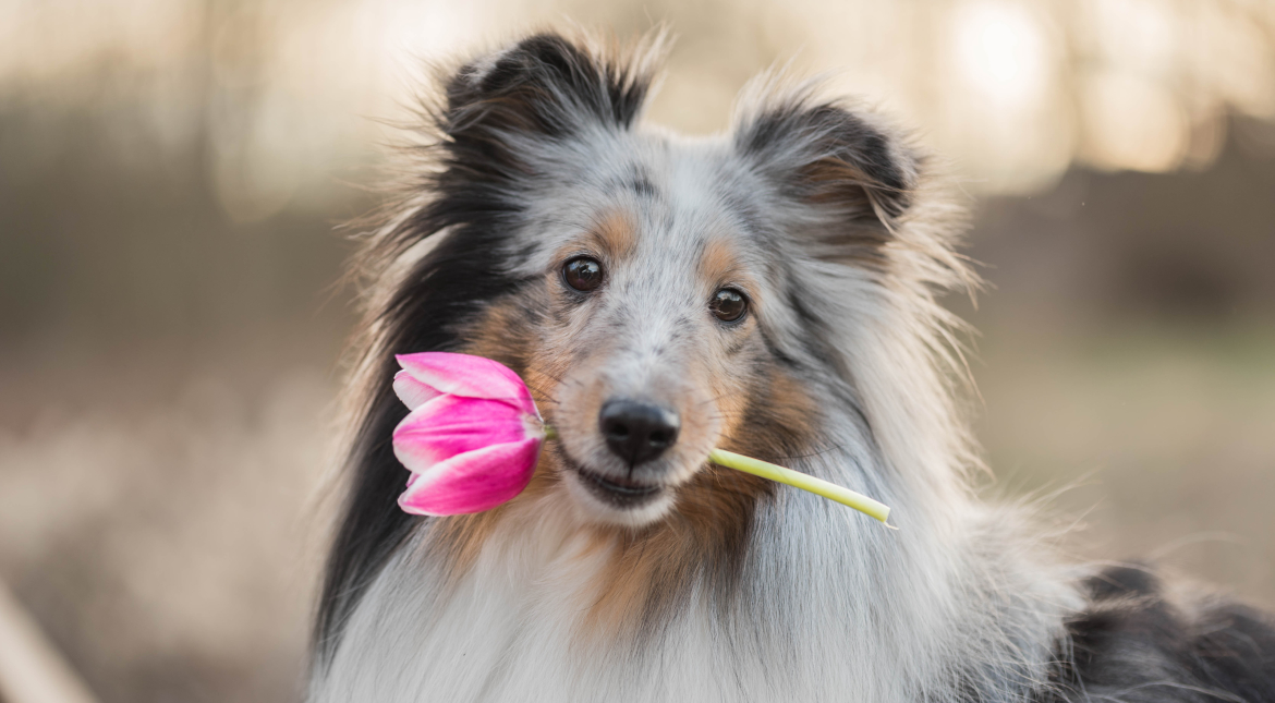 kennismaken-met-vreemde-hond