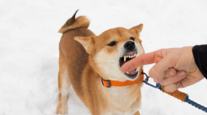 terrein bewaken hond weet wie goed volk is blog image