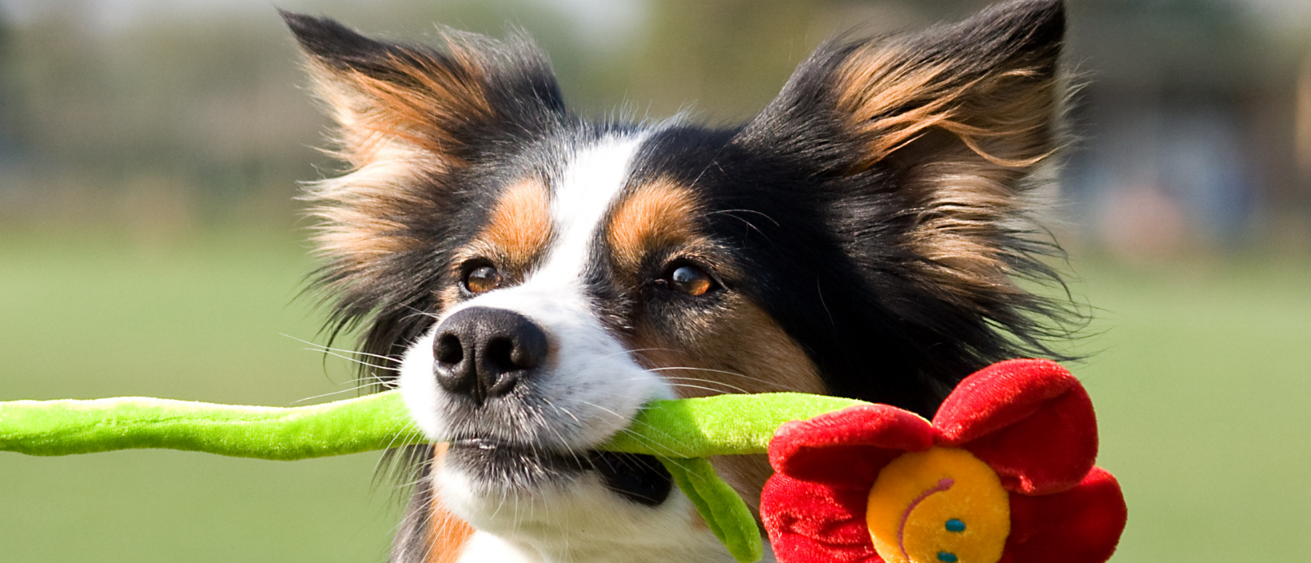 Border collie