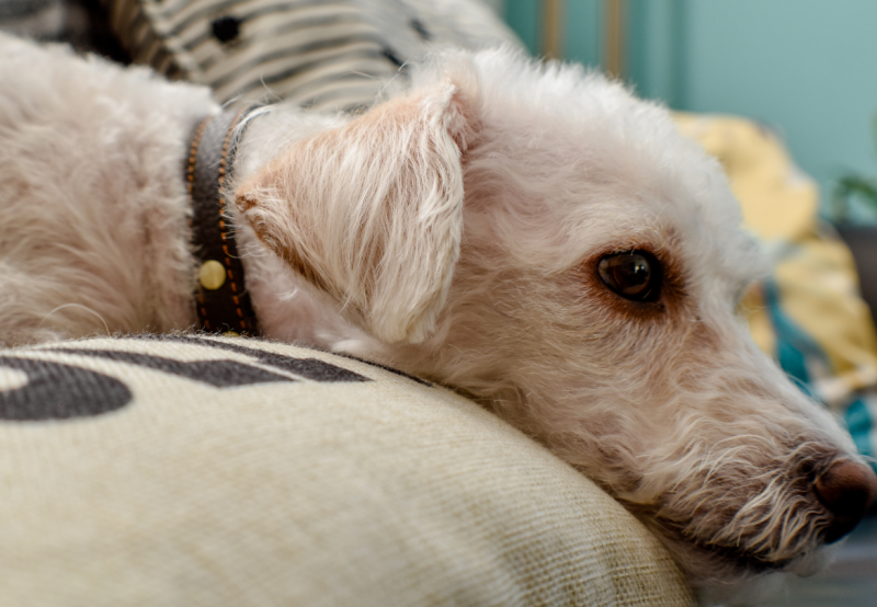 buitenlandse hond blijft angstig