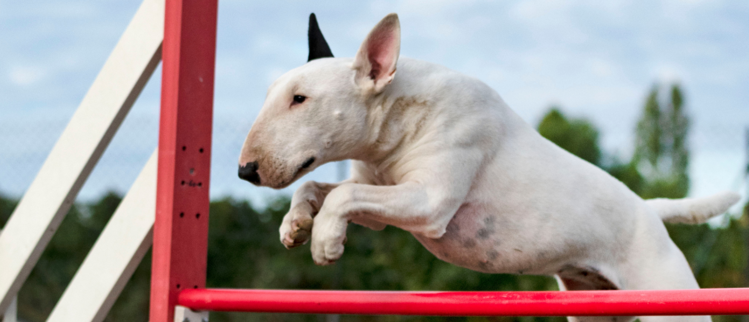 Hondentrainingen: 10 soorten hondentraining, trainingstechnieken en of je jouw hond zelf trainen