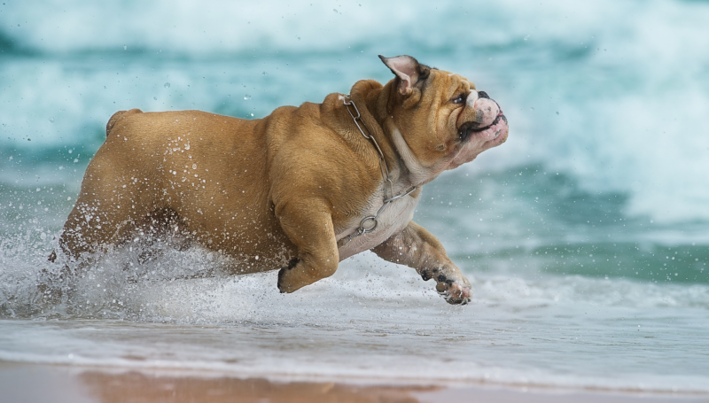 dagje strand met hond
