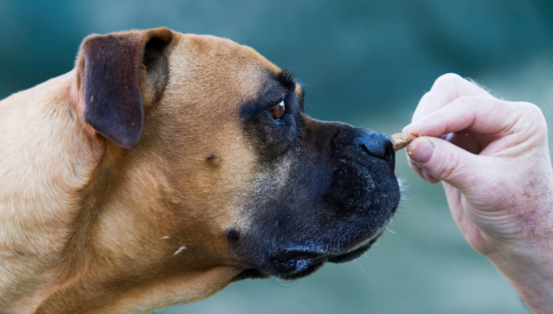 hond belonen met voer