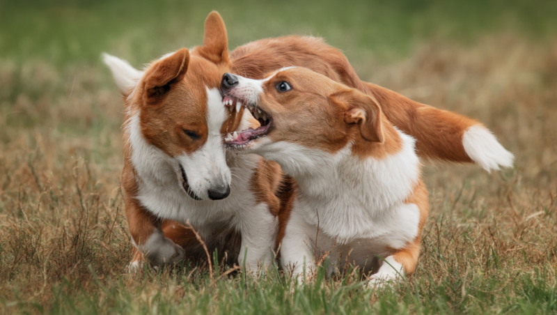 honden pakken bij elkaar nekvel