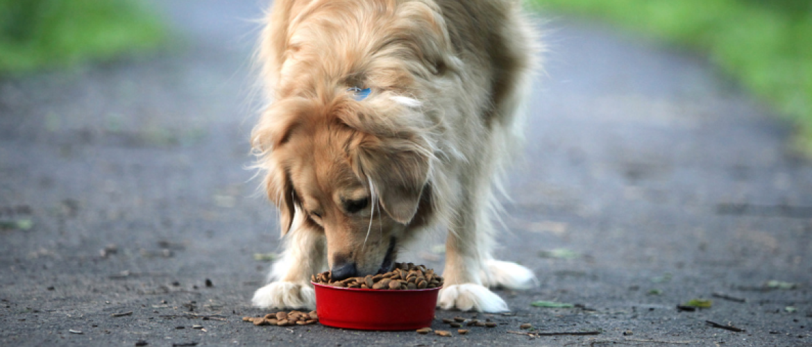 Voedselallergie bij je hond