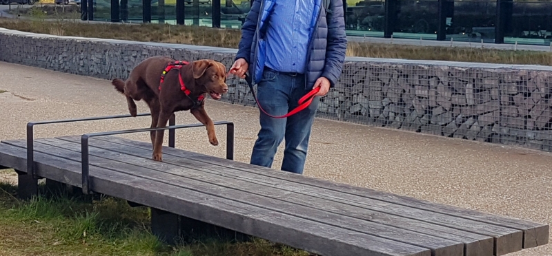 leuke oefeningen met je hond tijdens wandelen