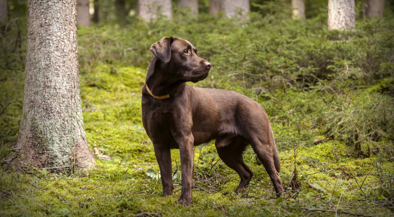 hond vermist wat moet ik doen