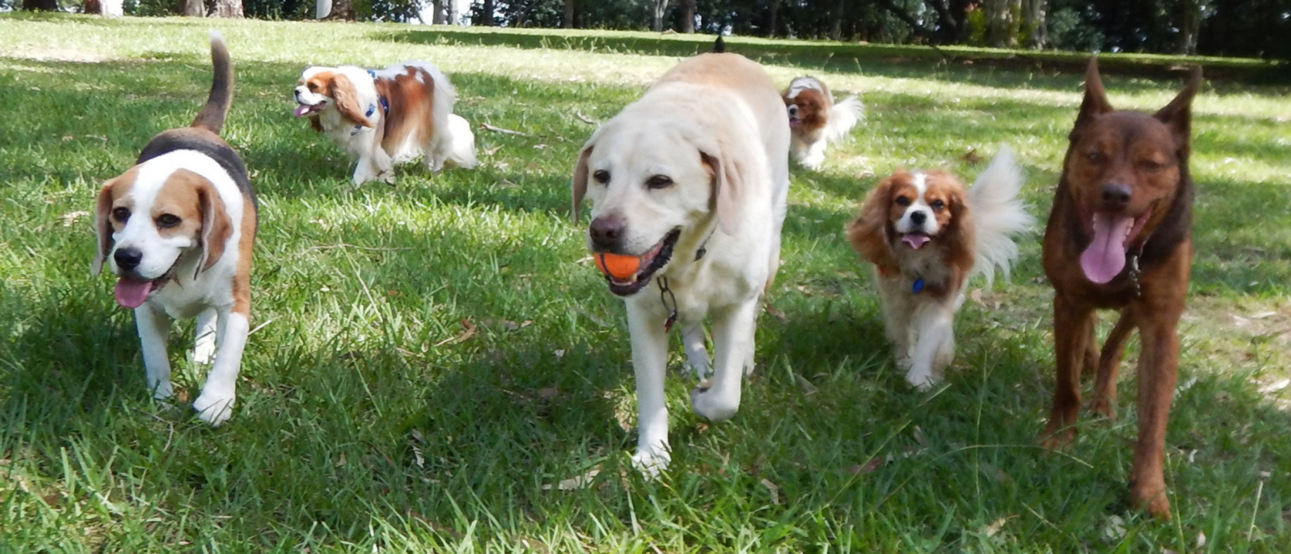 Heb je met meerdere honden een roedel?