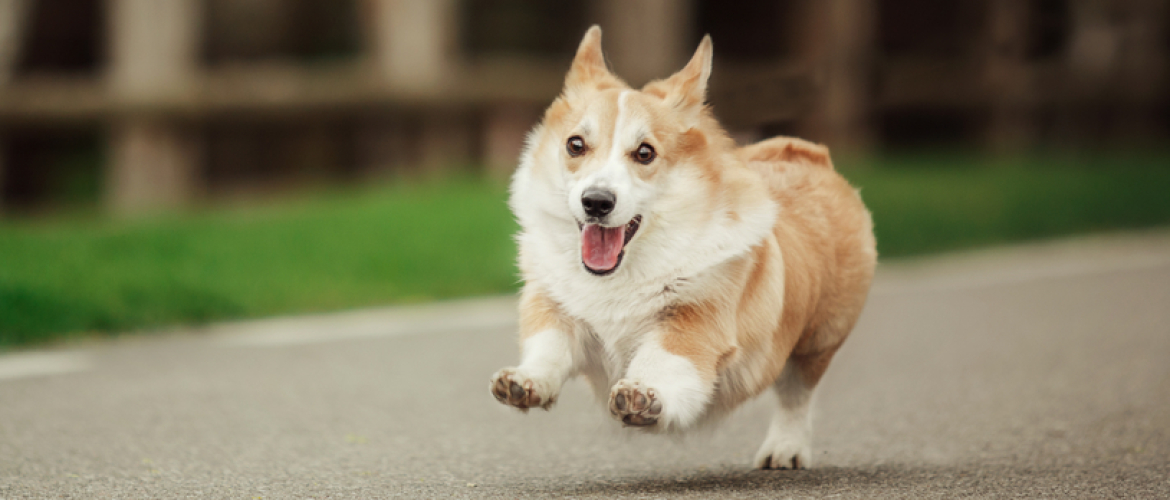 Loslopende hond.....hij doet niks hoor!