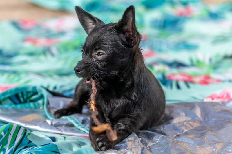 hond redden uit buitenland