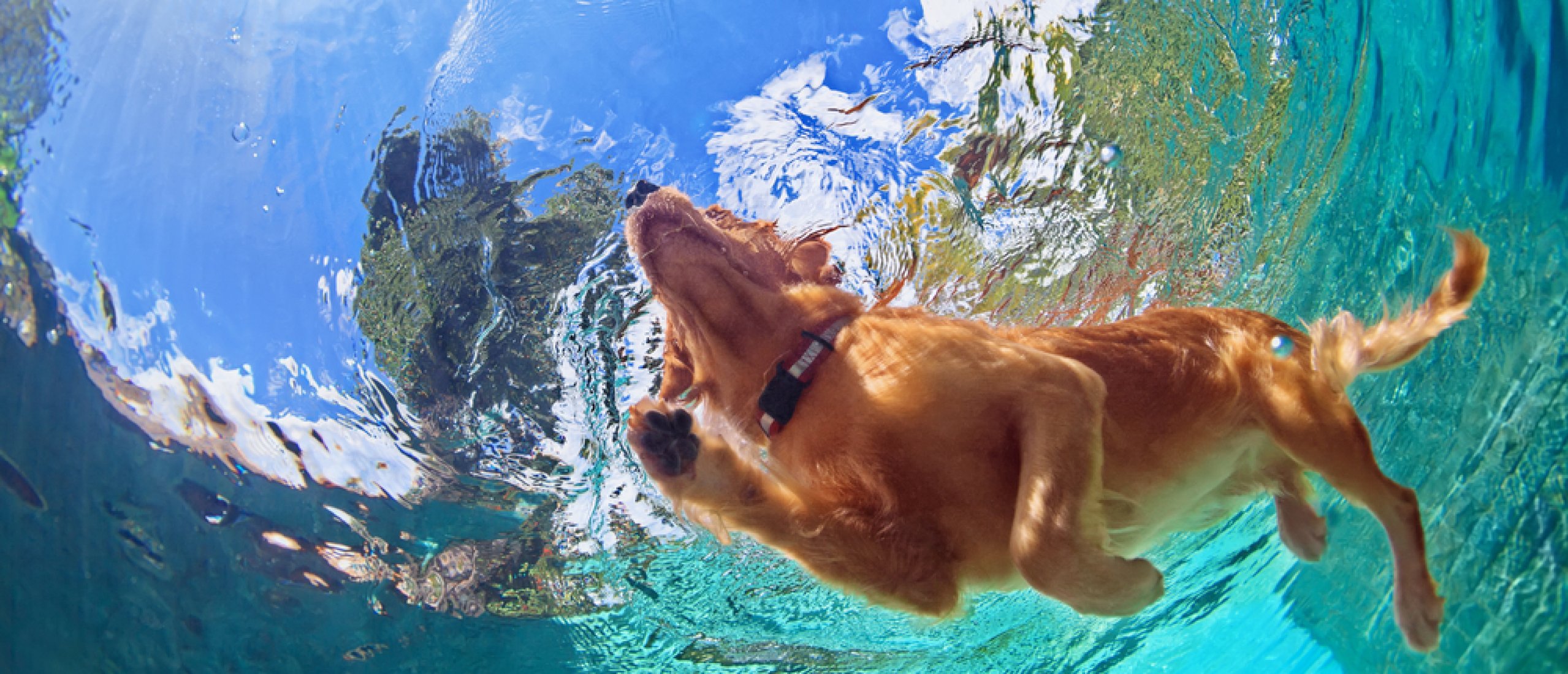 Hoe leer ik mijn hond zwemmen?
