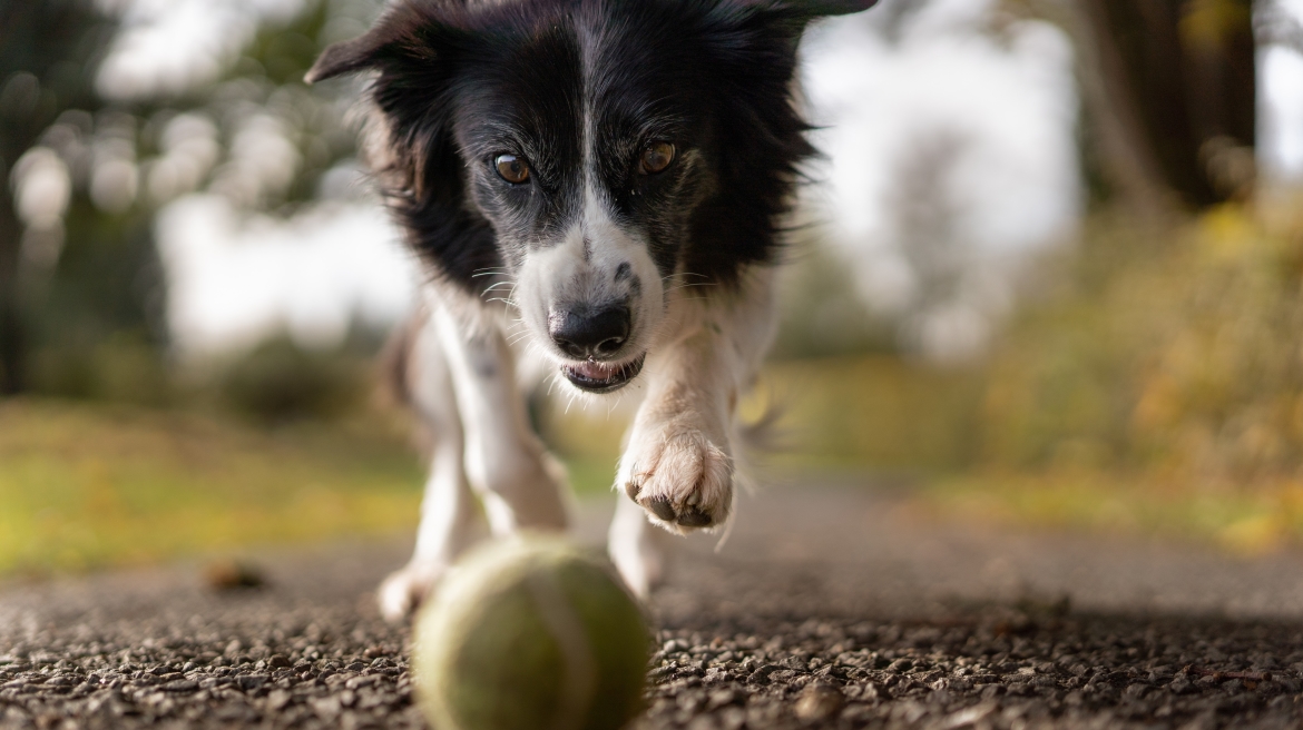 hoe leren honden