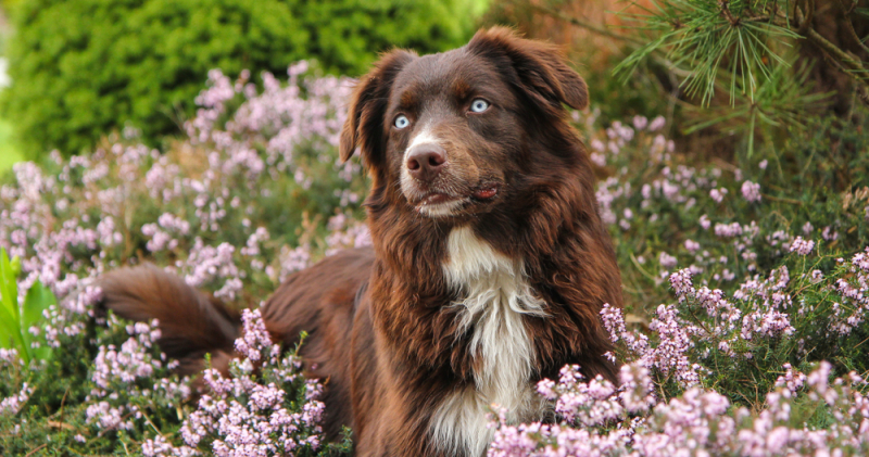 zorgen voor een hond in rouw