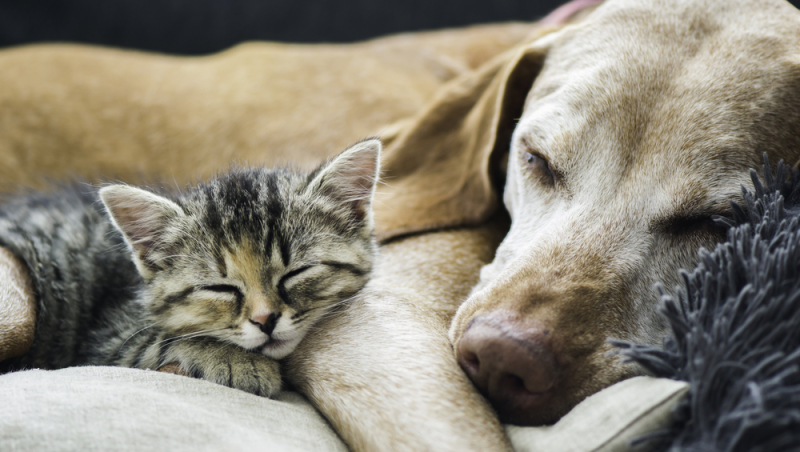 hond en kat