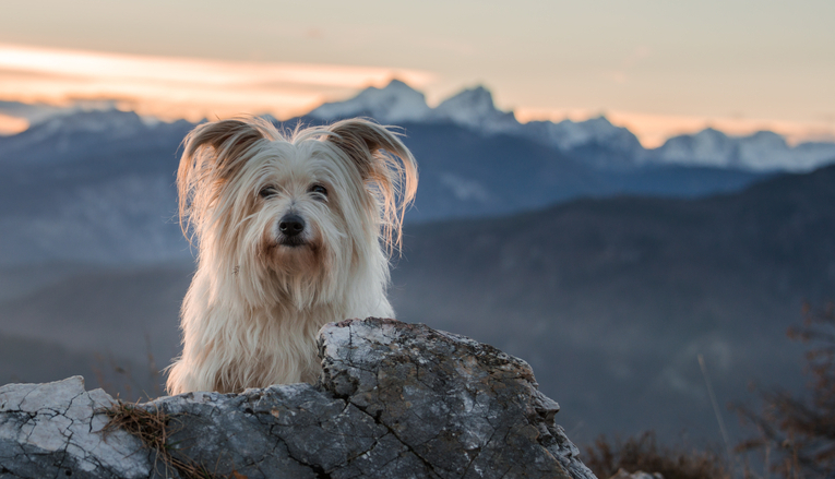 hond van schrik weggelopen