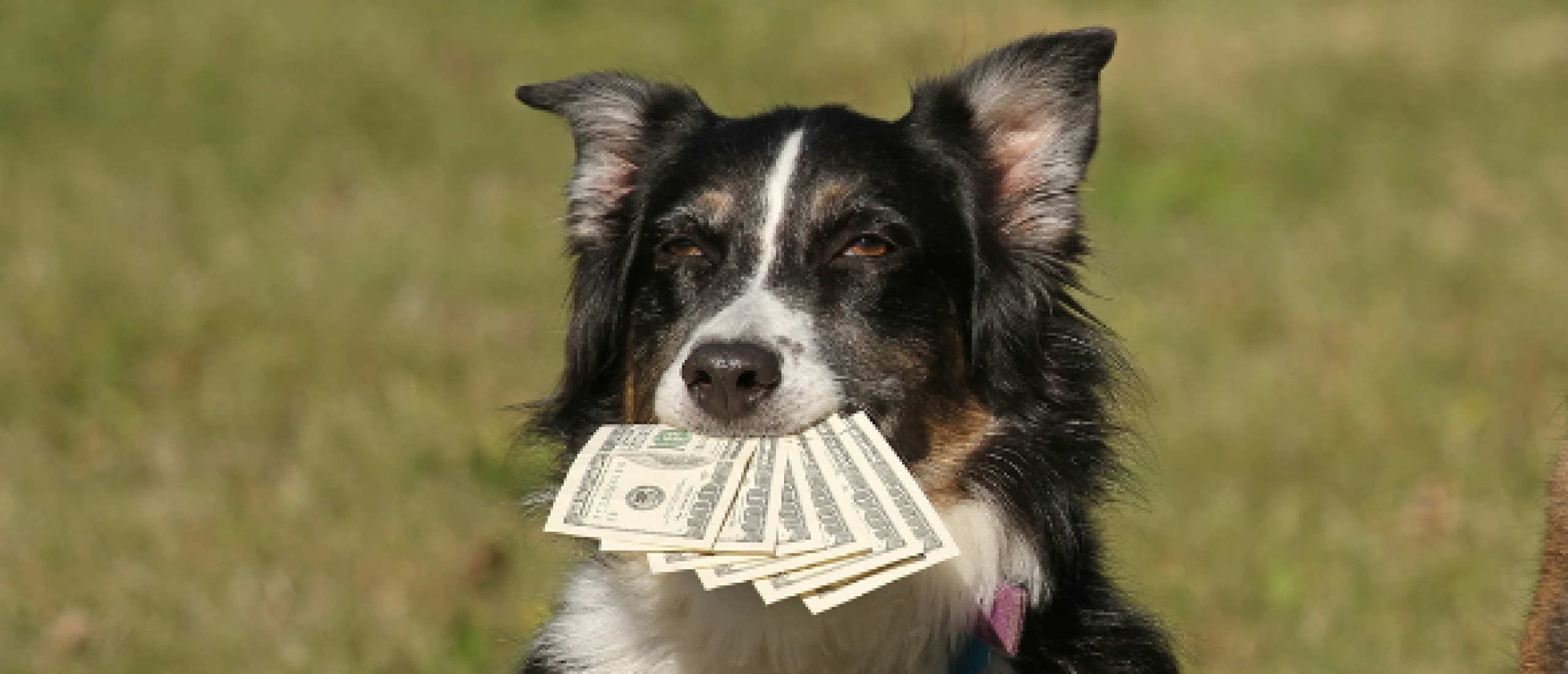 Een hond houden met een kleine portemonnee