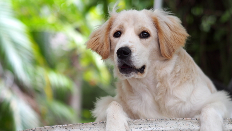 hond eten geven