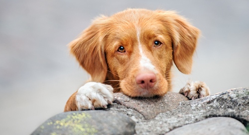 adem van hond ruikt niet fris