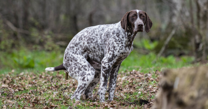 mestonderzoek hond