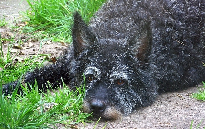 aanleg gedrag hond