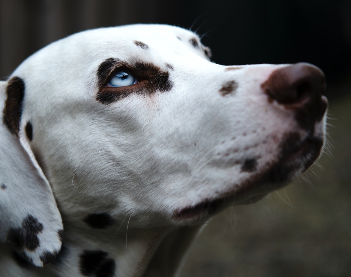 hond zelf trainen