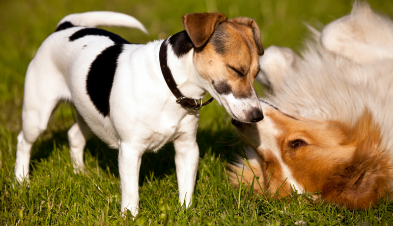 Collectief gevogelte accent Honden met elkaar laten spelen