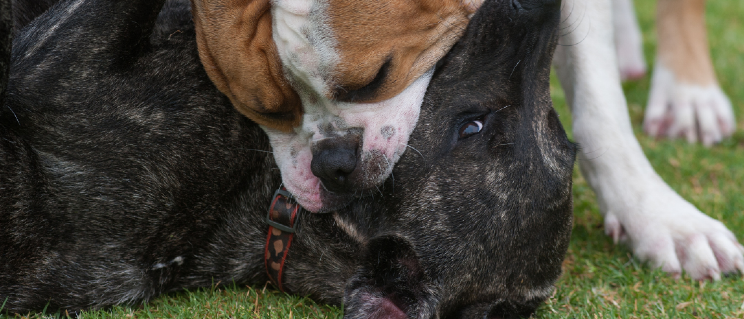 Hond bijt en laat niet meer los