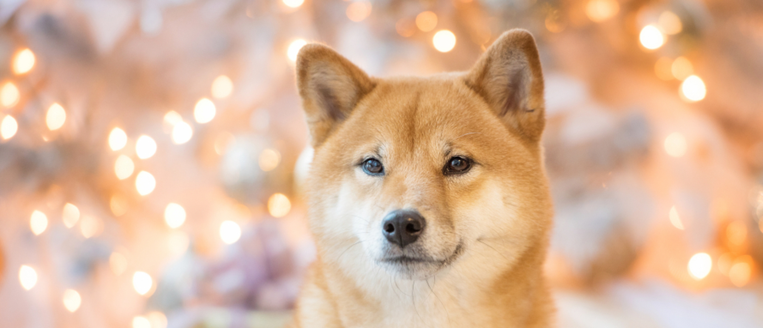 VUURWERKANGST BIJ JE HOND: HET IS AL DECEMBER