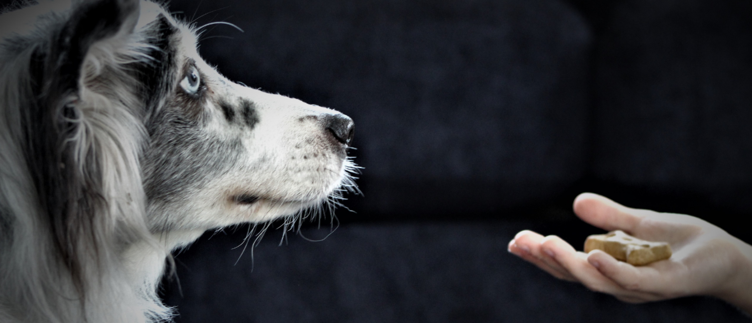 Tips voor hondentrainers: zo maak je lesgeven aan honden en baasjes leuker