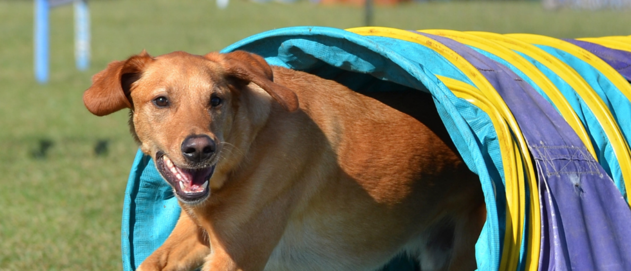 Basistraining voor agility