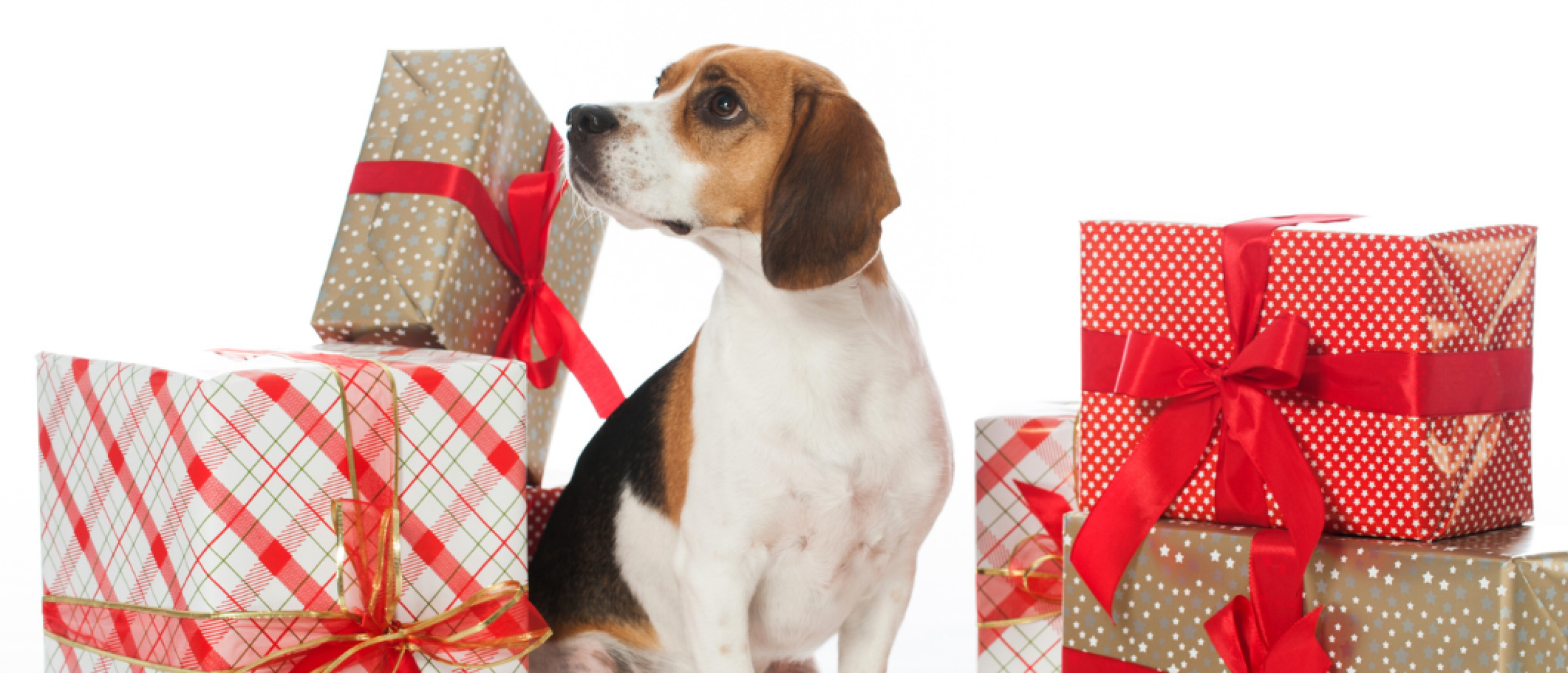 De 10 leukste cadeautips voor je hond