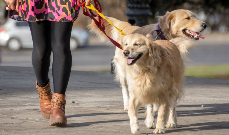 kan mijn hond mee naar musea