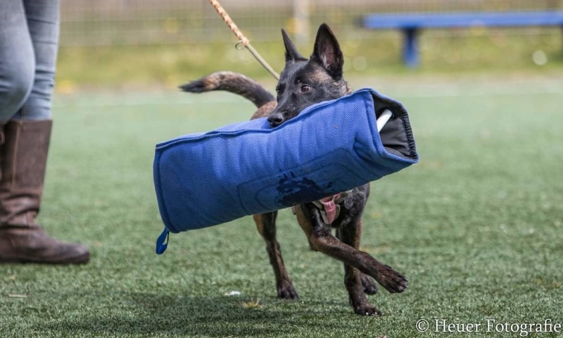 hond verandert door pakwerk