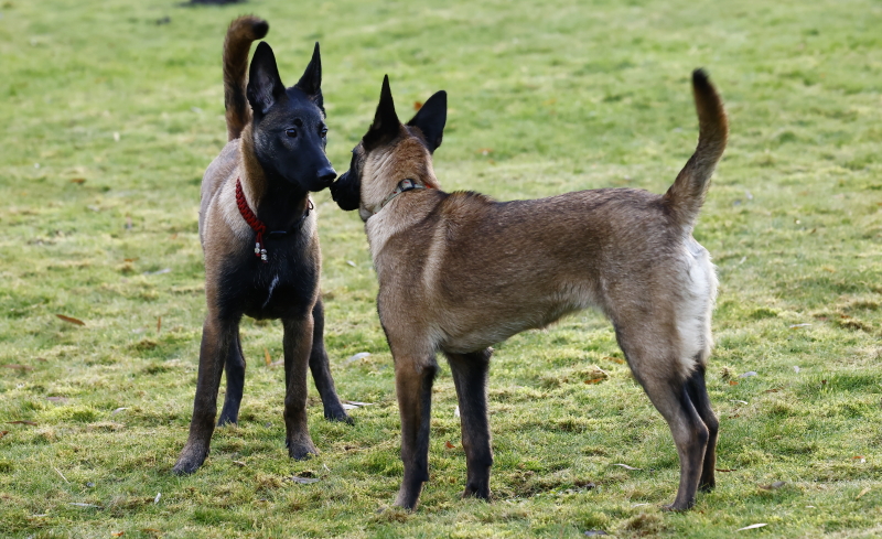twee puppies kopen image